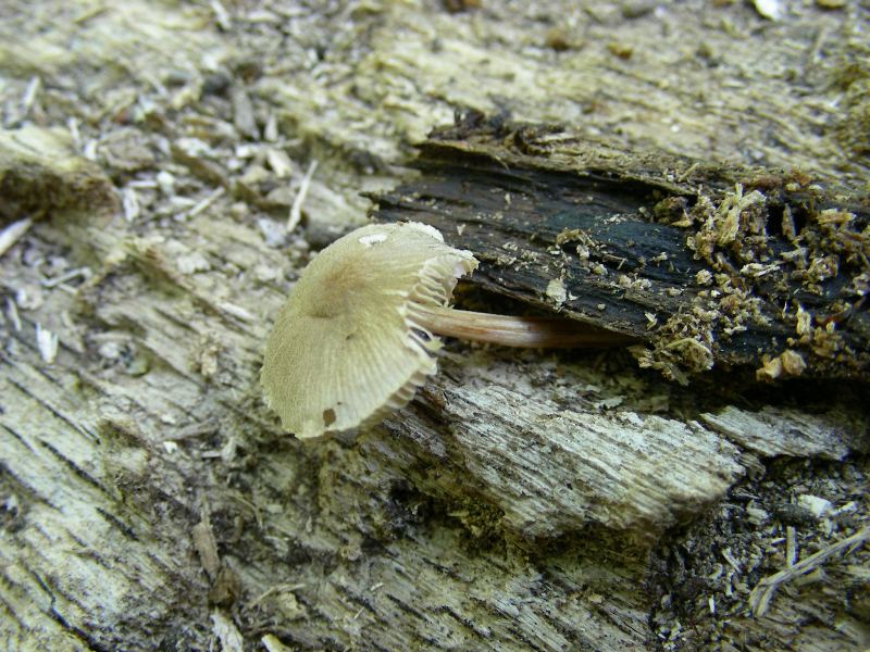 6) Fotografati il 16.06.2012. sotto Quercia